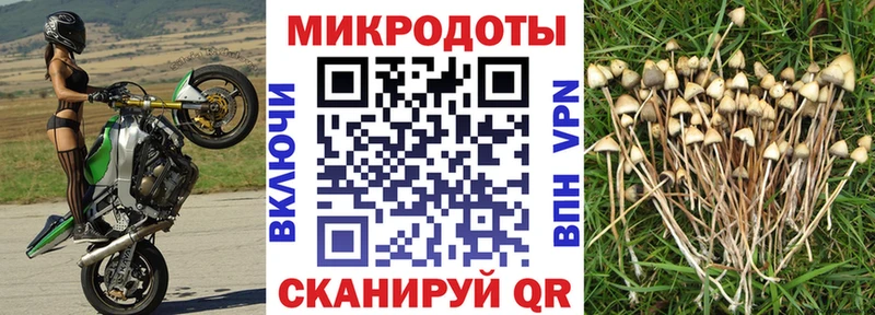 Псилоцибиновые грибы прущие грибы  где можно купить наркотик  Мещовск 